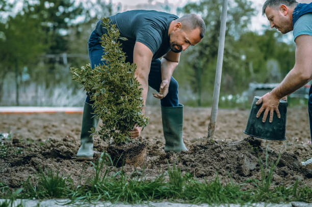 Best Artificial Turf Installation  in Williamsport, PA