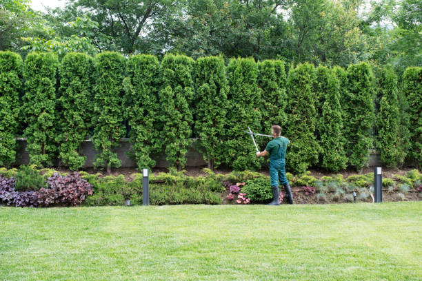 Best Lawn Maintenance Plans  in Williamsport, PA